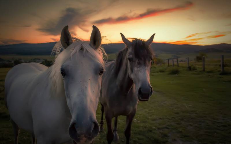 Horses in pasture for holidays