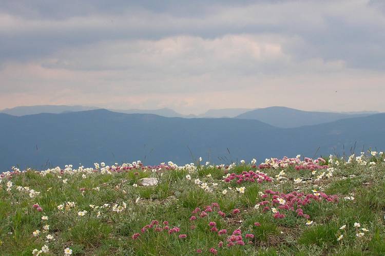 Stage plantes médicinales et comestibles St Agnan en Vercors