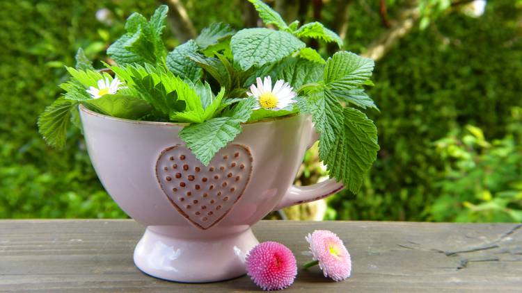 Reconnaissance des plantes avant transformation