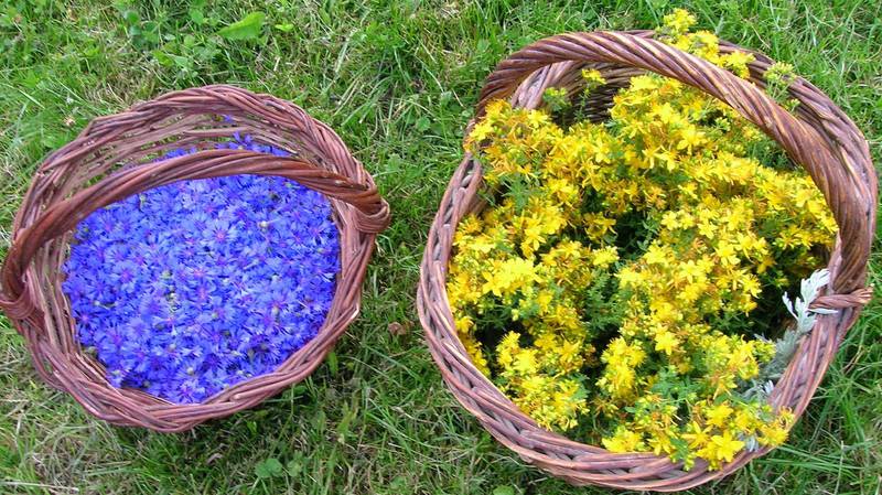 Fleurs de bleuets et millepertuis pour phytothérapie