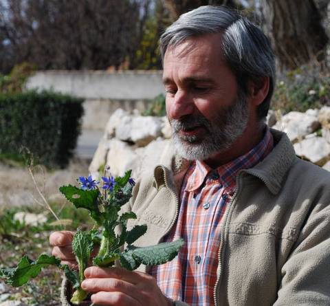 Jean Coudour formateur en phyto-aromathérapie fleur de bourrache