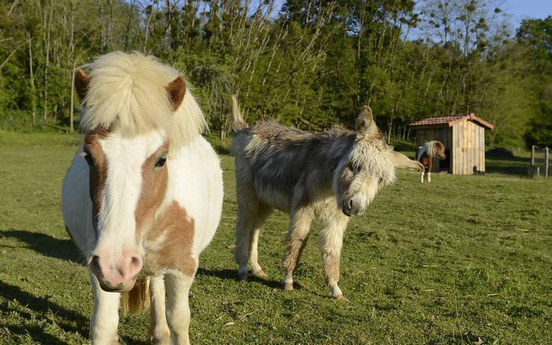 Pony and donkey equestrian lodge