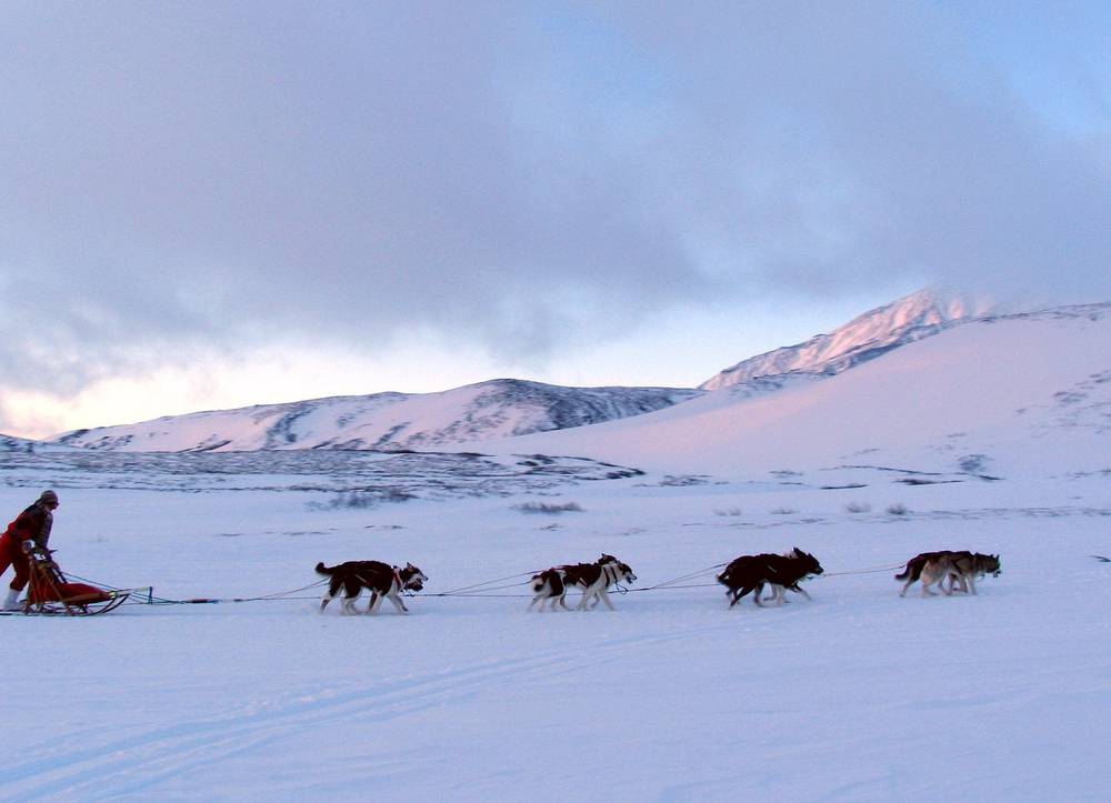 mushing with sled dogs