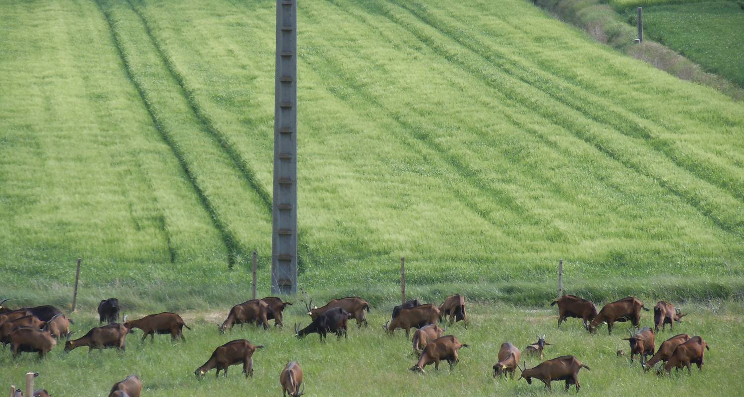 La Chevre Qui Saourit In Saou