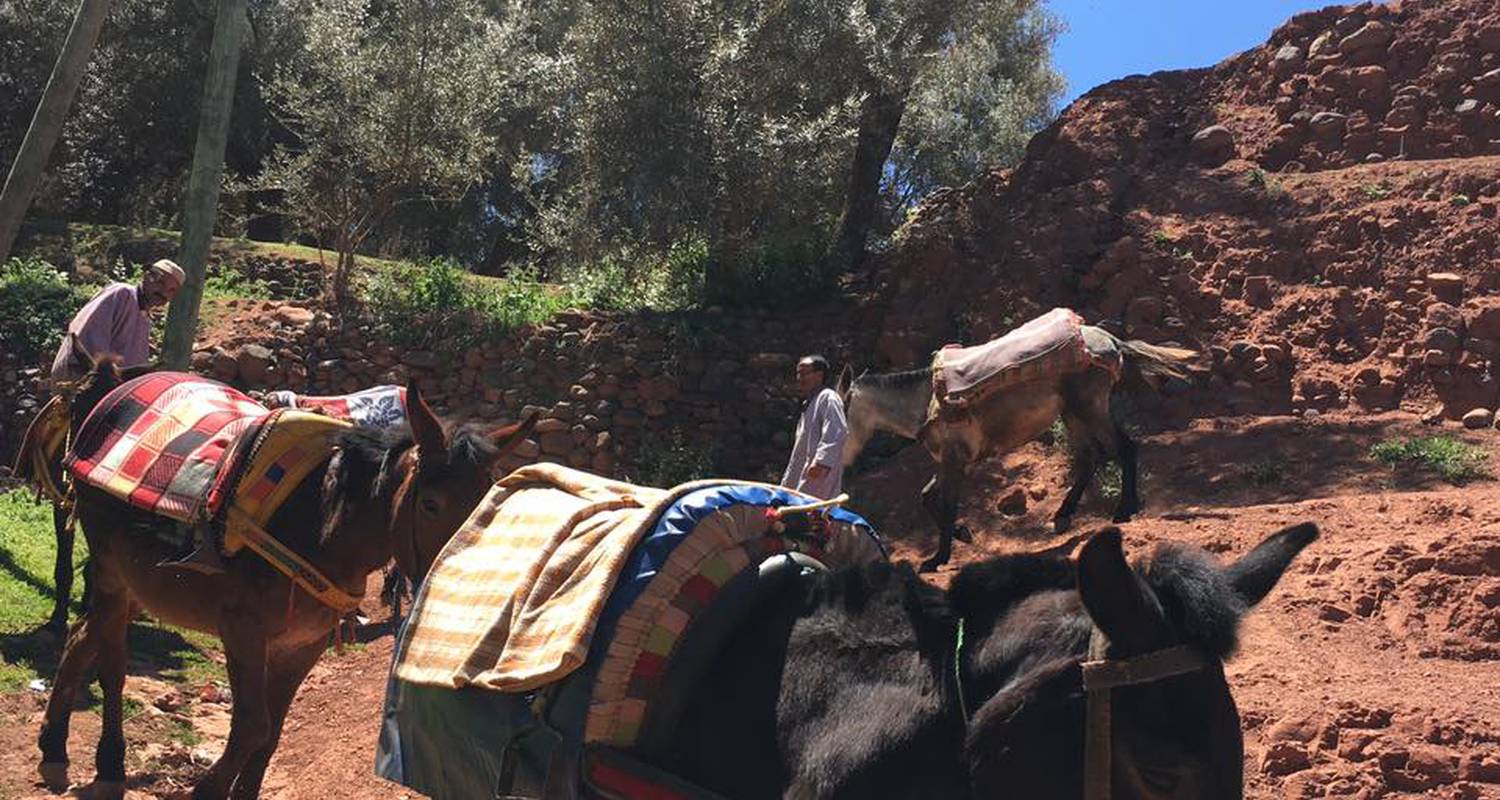Activity:  one day berber experience and traditional cooking class in tassa ouirgane (124422)