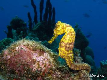 Scuba diving in the Cousteau Marine Park in Guadeloupe