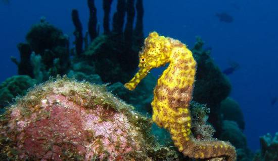 Scuba diving in the Cousteau Marine Park in Guadeloupe picture