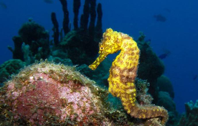 Scuba diving in the Cousteau Marine Park in Guadeloupe