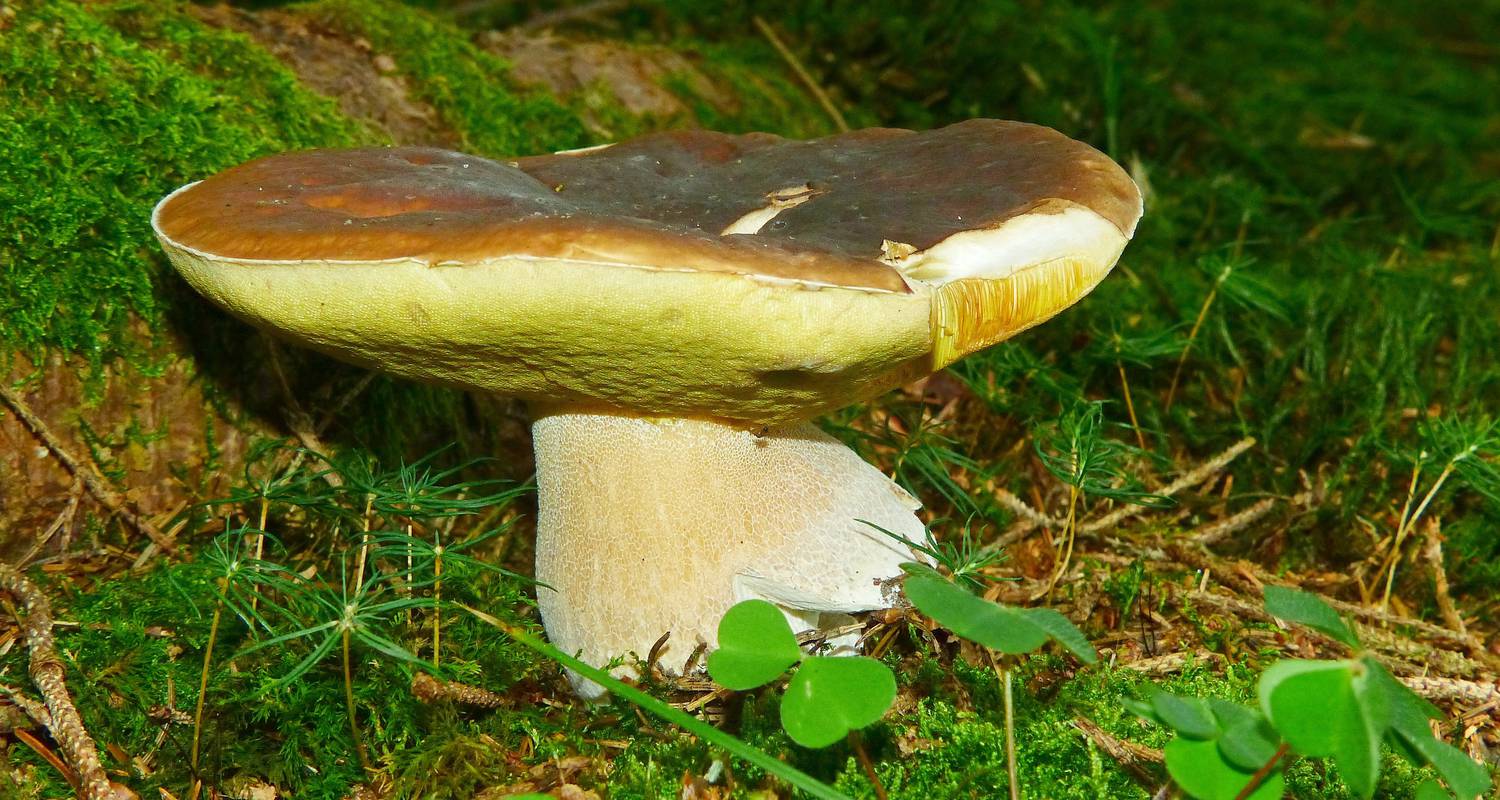 Activity: mushroom picking in esclanèdes (125050)