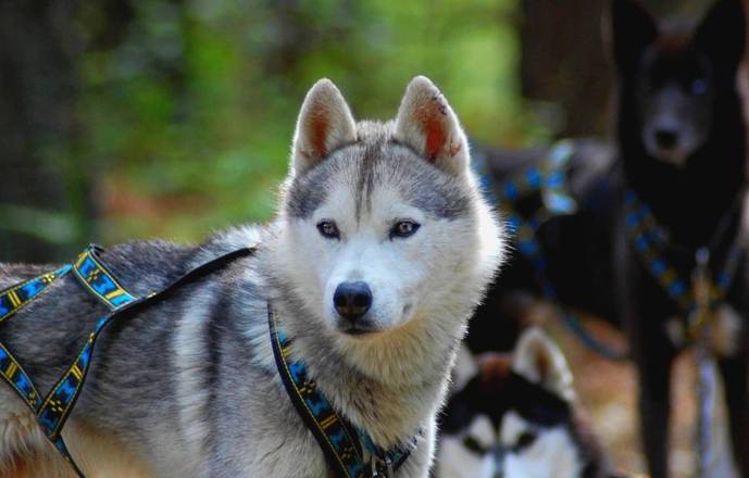 Cani kart avec une meute de Husky de Sibérie