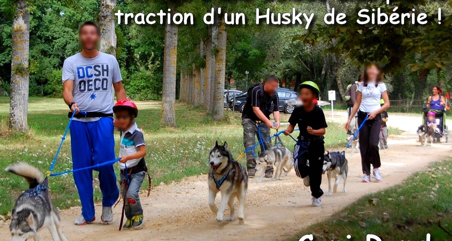 Activity: balade récréative en cani rando avec un husky de sibérie in jaulnay (125368)