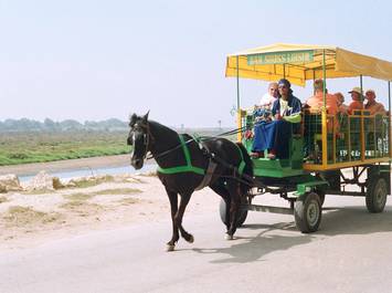 Horse  and   Carriage  & Visit of la medina