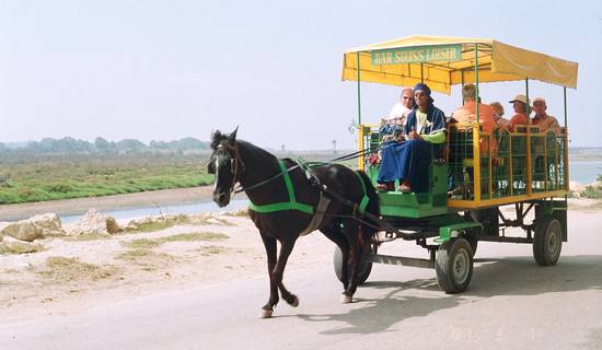 Horse  and   Carriage  & Visit of la medina