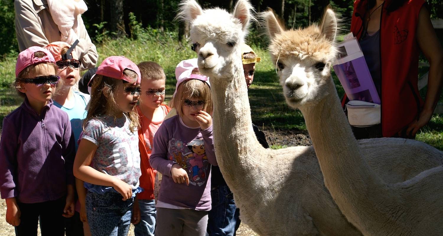 Activity: visite à la ferme aux lamas in mamirolle (126214)