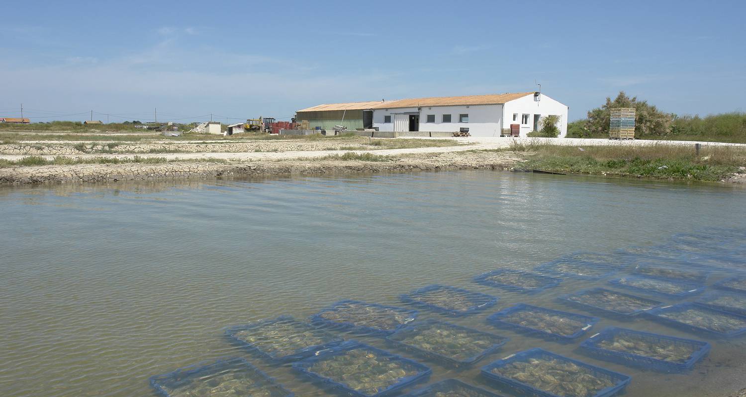 Activité: visite cabane ostréicole  à dolus-d'oléron (126338)