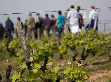 Rendez-Vous dans les Vignes