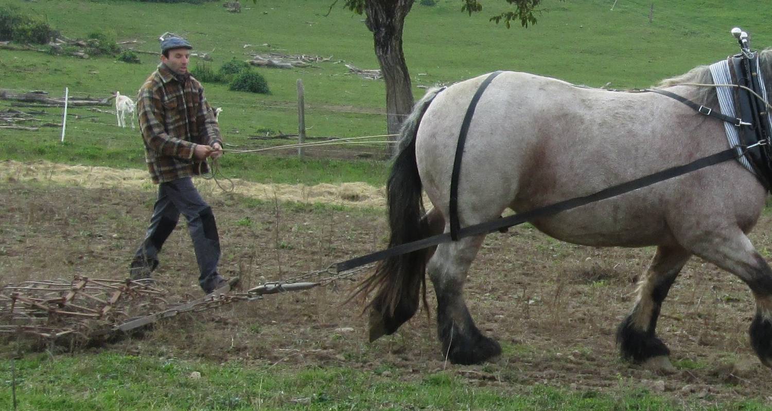 Activity: découvrez le cheval au travail in le mayet-de-montagne (126602)