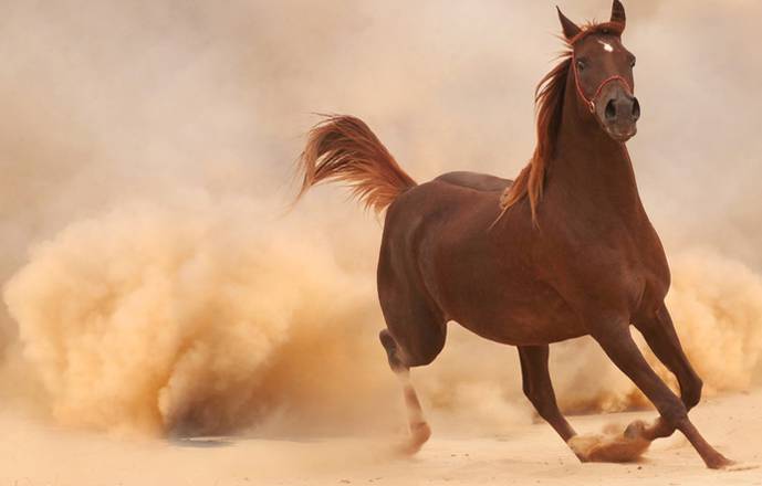 Randonnées à cheval ourzazate