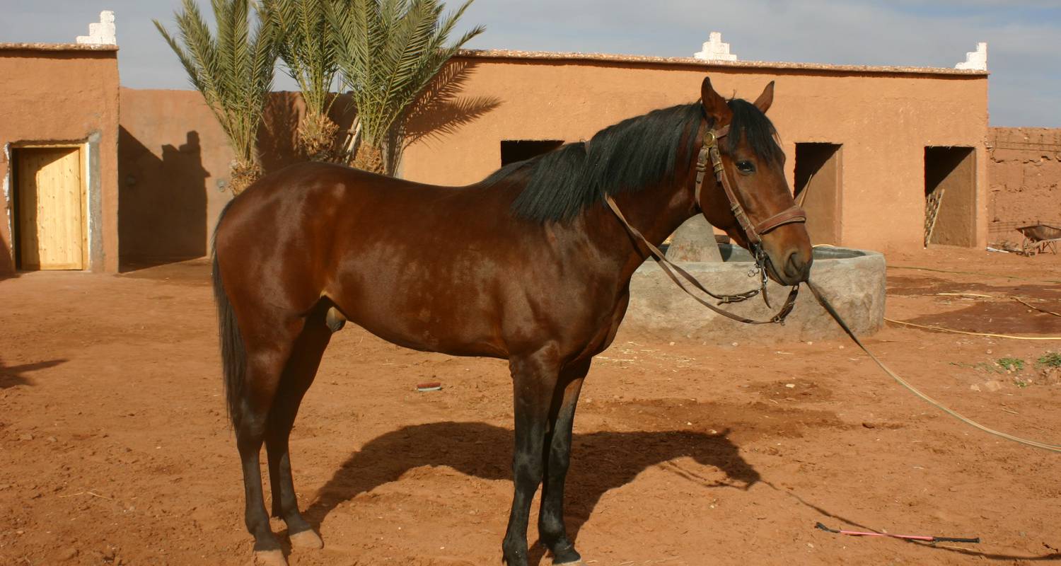 Activity: balades a cheval in ouarzazate (127030)