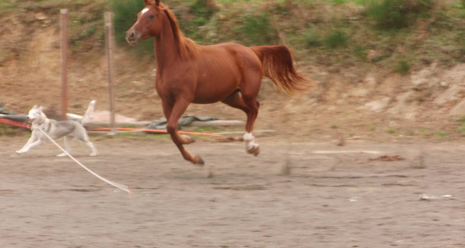 Activity: randonnées à cheval in langeac (128189)