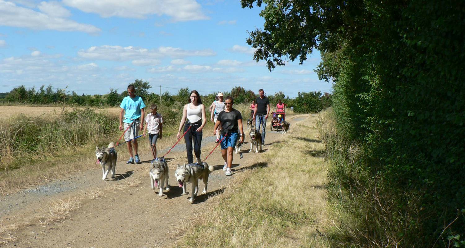 Activité: cani-randonnée avec des chiens de traineau nordiques. à gennes (128448)