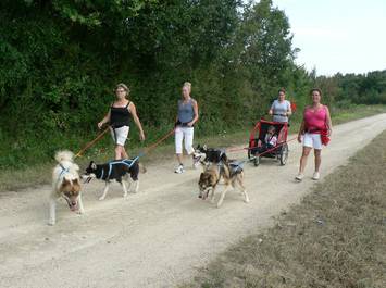 Cani-randonnée avec des chiens de traineau nordiques.