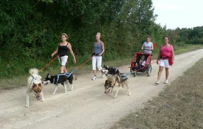 Cani-randonnée avec des chiens de traineau nordiques.