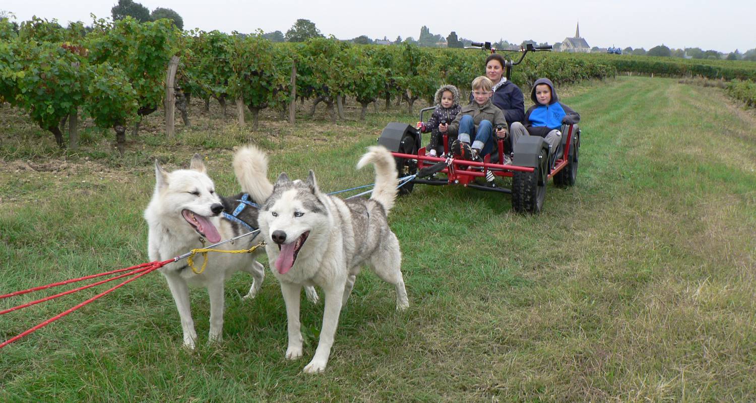 Activité: baptême doggy-kart avec des chiens de traineau nordiques à gennes (128727)