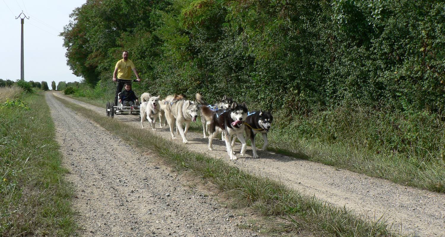 Activité: baptême doggy-kart avec des chiens de traineau nordiques à gennes (128726)