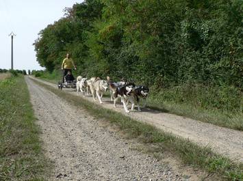 Baptême doggy-kart avec des chiens de traineau nordiques