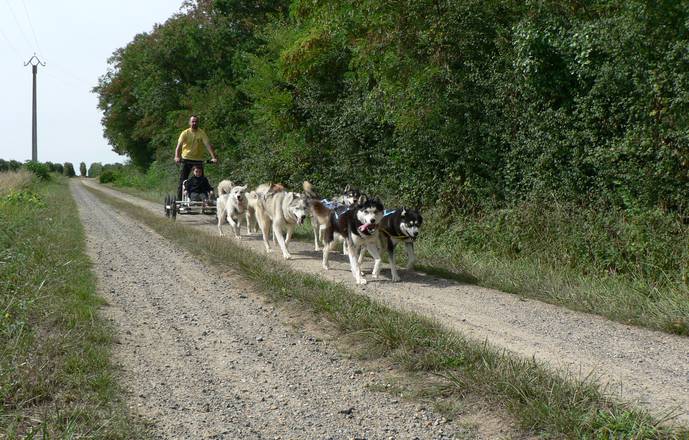 Baptême doggy-kart avec des chiens de traineau nordiques