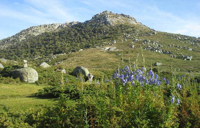 Montagnes & merveilles de l'Alta Rocca: traversée du plateau du Cuscionu et nuitée en cabane