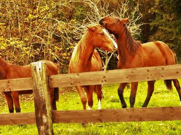 Equitation et balades