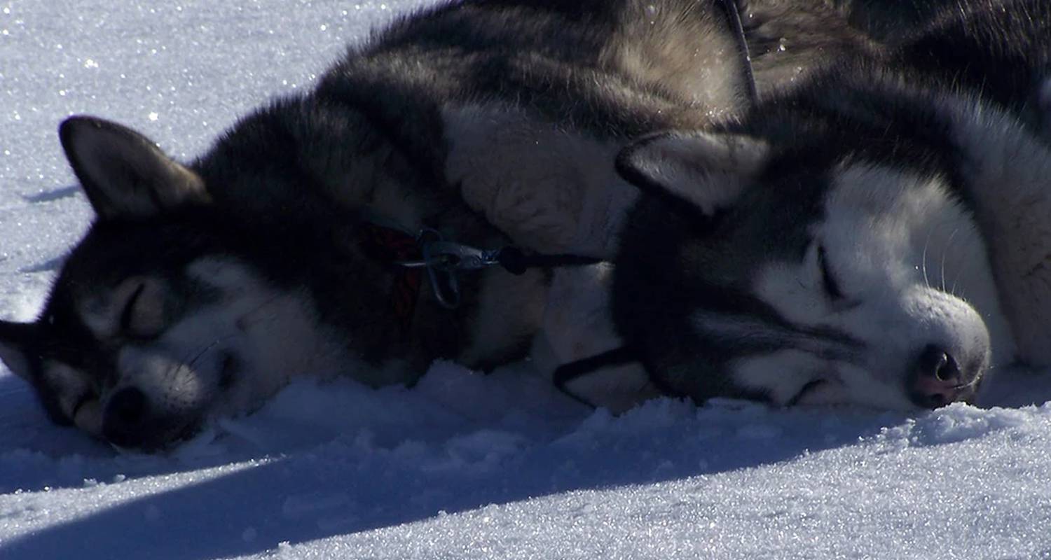 Activité: stage de survie grand froid : musher à département du jura (130014)