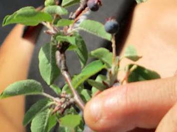 Cueillez et transformez les plantes : de la plante au produit