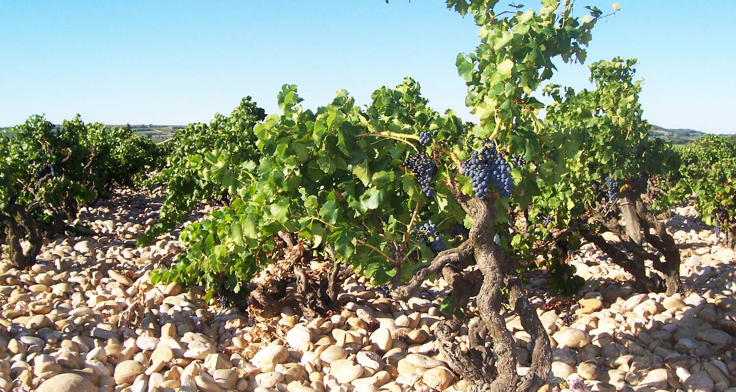 Activity: introduction to the terroir of the grand veneur winery  in orange (130982)