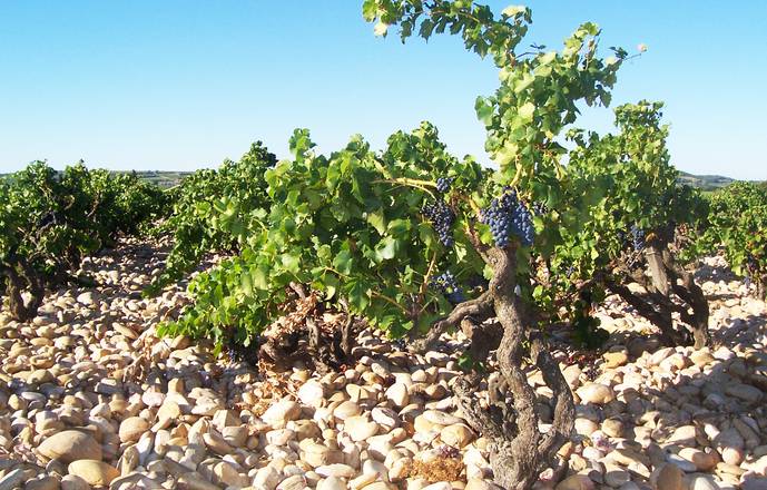 Getaway at the Wine Grower 