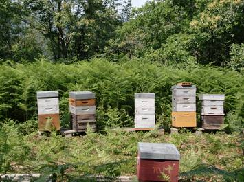 Decouverte de l'apiculture