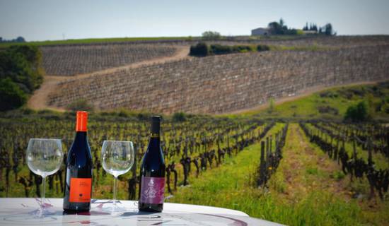 Vigno'vins,  descubrimiento de la viña de Saint Christol en 4x4 foto 
