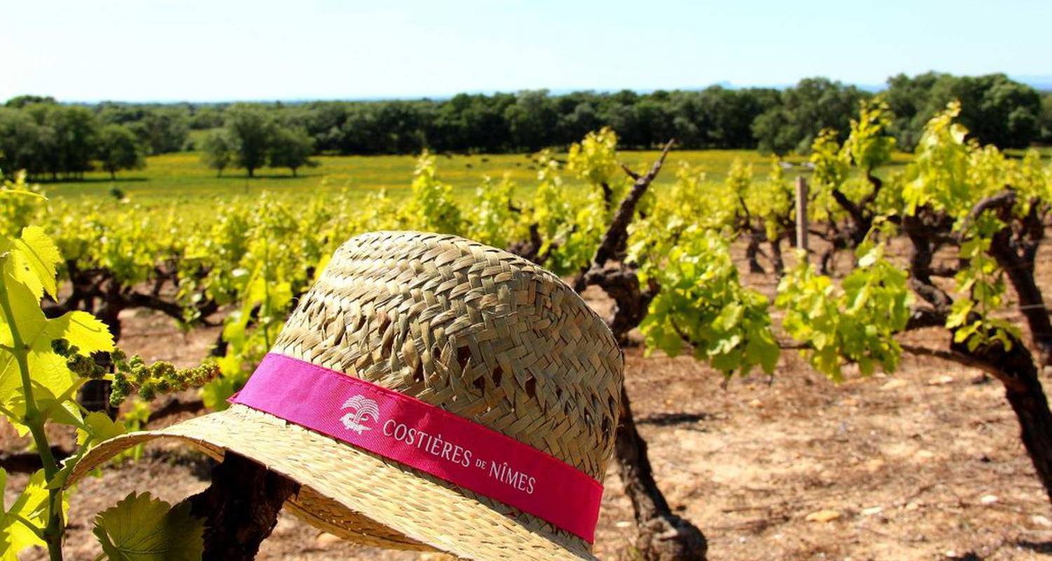 Activité: vigno'vins, découverte de vignobles bio en 4x4 à saint-laurent-d'aigouze (131765)