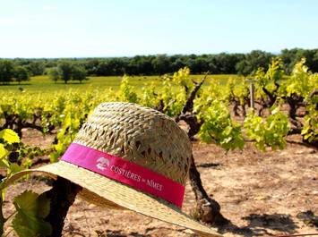 Vigno'vins, discovery of the organic vineyard in 4x4