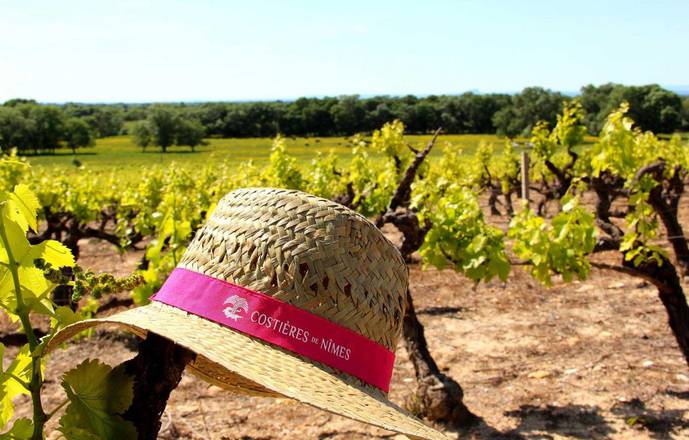 Vigno'vins, découverte de vignobles BIO en 4x4