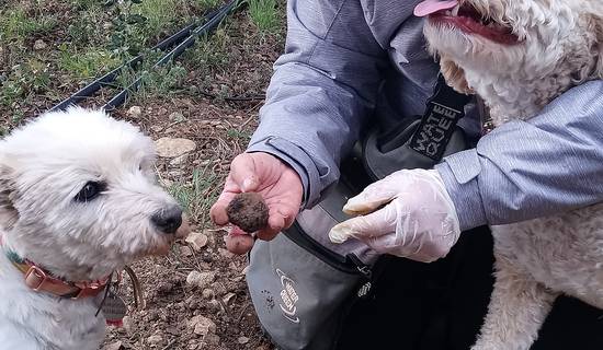 Truffle hunting picture